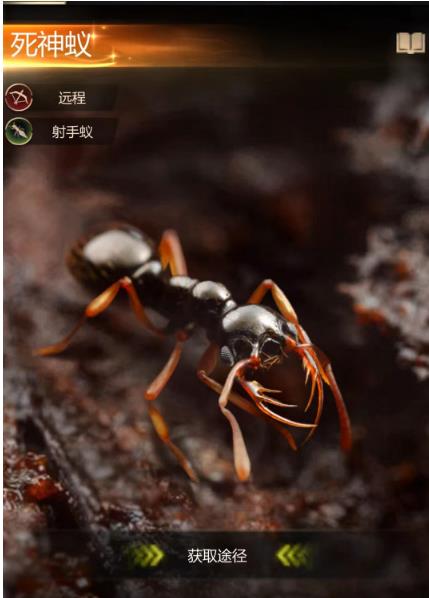 小小蚁国橙绒蚁阵容怎么搭配？