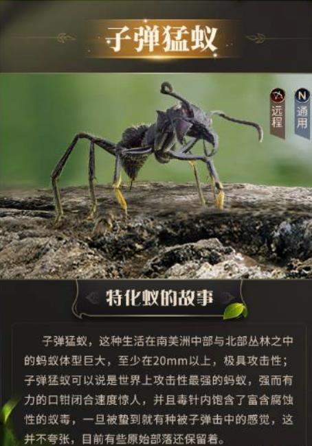 小小蚁国子弹猛蚁厉害吗