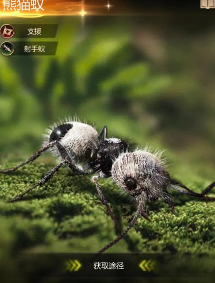 小小蚁国橙绒蚁阵容怎么搭配？