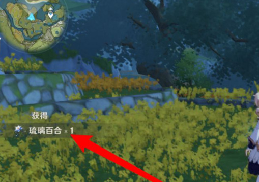 原神琉璃百合在哪里购买_在原神手游中购买琉璃百合