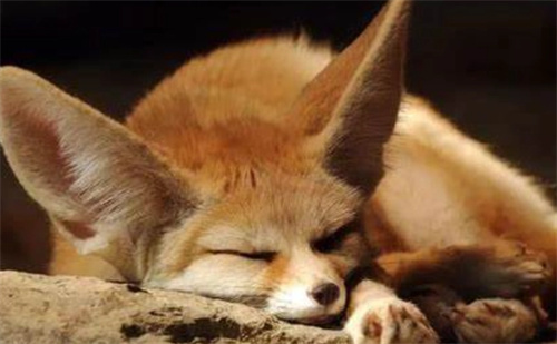 原神手游提纳里原型是什么动物