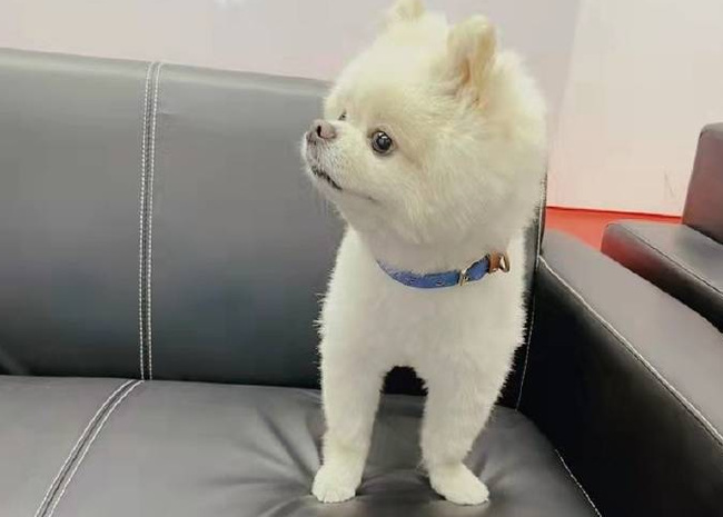 英雄联盟edg队宠nice名称叫什么