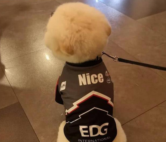 LOL队伍edg队宠nice有什么昵称
