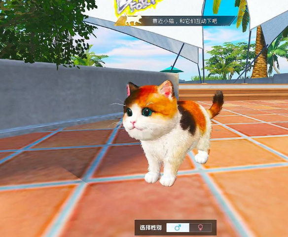 和平精英手游家园猫咪在哪里领_和平精英家园猫咪领取位置在哪里