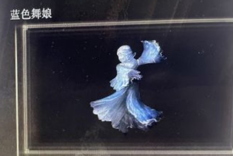 老头环蓝色舞娘有什么用