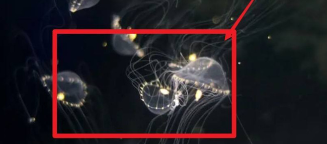 老头环召唤水母在哪_艾尔登法环如何召唤出水母