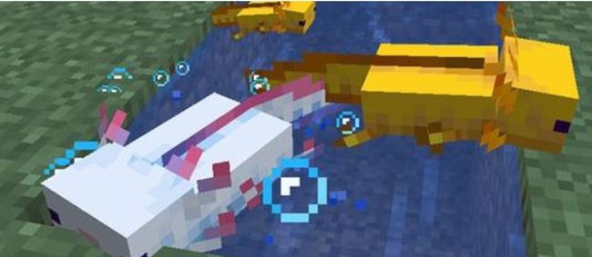 mc我的世界娃娃鱼怎么养_玩我的世界的玩家看过来教你如何养娃娃鱼