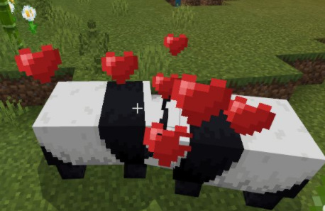 mc我的世界熊猫怎么繁殖_我的世界熊猫繁殖攻略