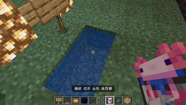 mc我的世界美西螈怎么驯服_驯服美西螈方法分享