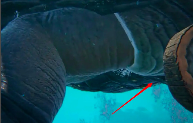 方舟岛龟怎么训_玩方舟生存进化的玩家应该如何训练岛龟