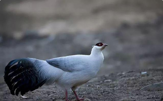 明日方舟手游小鸟是谁_揭秘明日方舟手游中小鸟角色身份