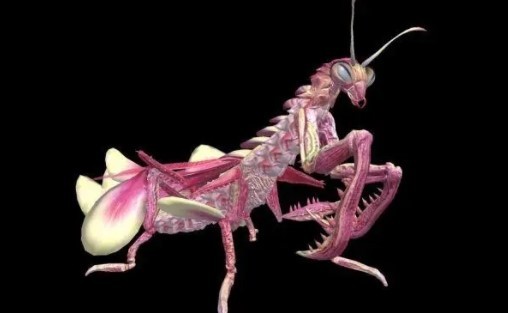 妄想山海手游刀螳位置在哪_妄想山海手游揭示刀螳的位置秘密