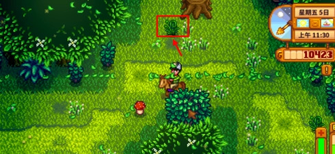 星露谷蕨菜在哪找