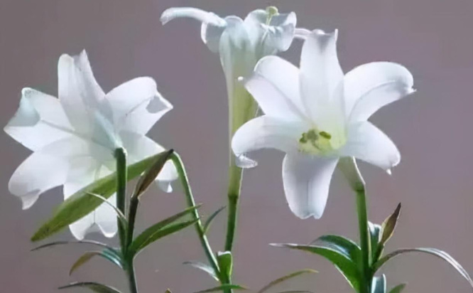 原神3.1版本塞西莉亚花原型是什么 原神中塞西莉亚花的原型是什么