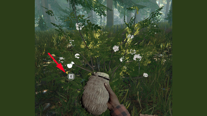 森林毒箭果子怎么收集 如何在游戏中收集森林毒箭果子