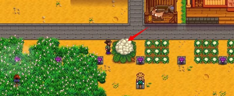 星露谷物语48个实用小技巧是什么 星露谷物语游戏48个实用技巧大全