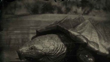 荒野大镖客2(大表哥2)乌龟位置在哪里