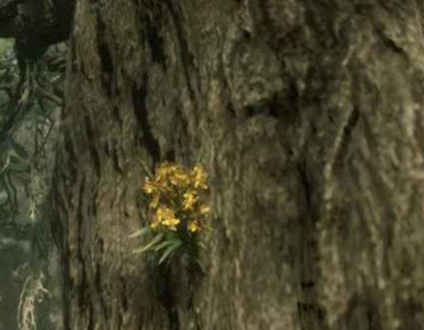 荒野大镖客2(大表哥2)雪茄兰具体位置在哪 荒野大镖客2如何找到雪茄兰的具体位置