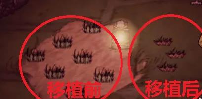 饥荒联机版怎么种草 如何吸引更多玩家玩饥荒联机版