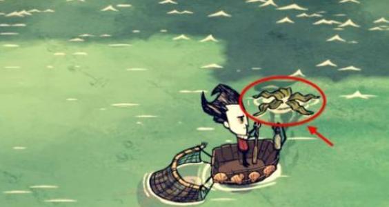 饥荒海带怎么移植