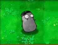 植物大战僵尸每个植物的作用是什么 植物大战僵尸各植物作用一览