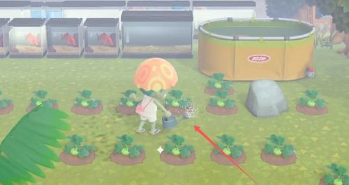 动森 南瓜怎么获得 动物森友会南瓜获取攻略