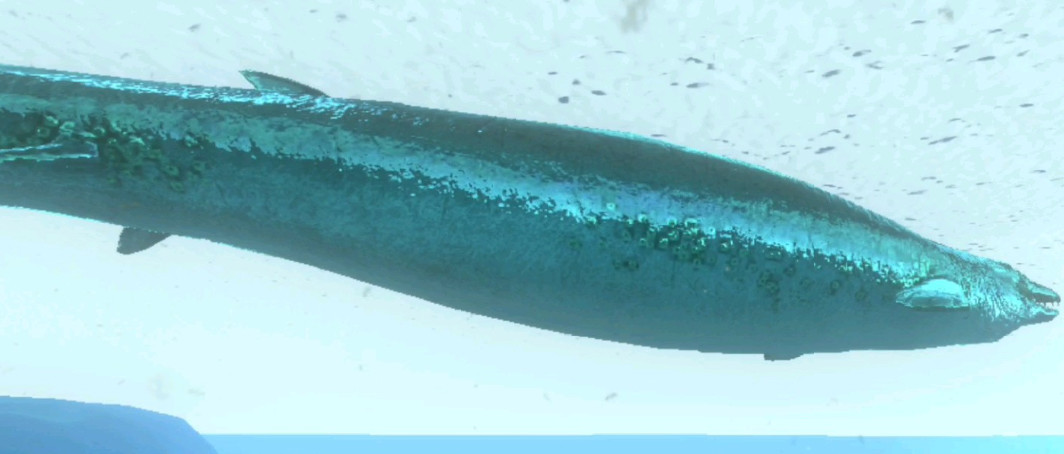 方舟：生存进化手游怎么驯服方鱼龙