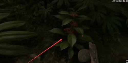 丛林地狱绿九节怎么找 探险丛林地狱绿九节在哪里寻找