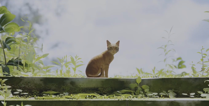 stray结局是什么 流浪游戏Stray的结局如何